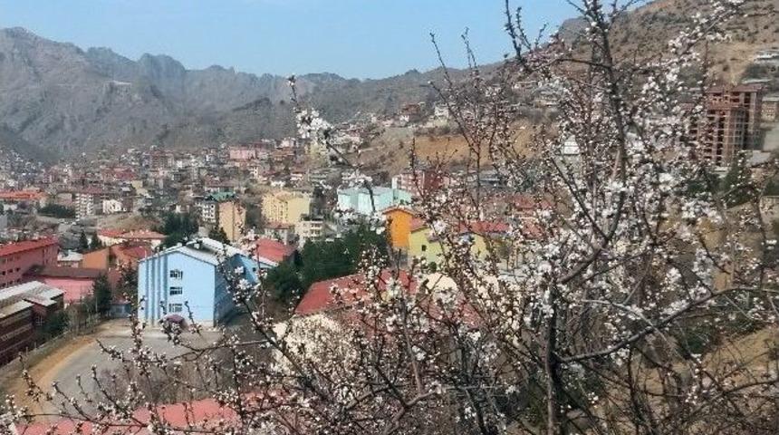 G&uuml;m&uuml;şhane&rsquo;de Ağa&ccedil;lar Erken &Ccedil;i&ccedil;ek A&ccedil;tı