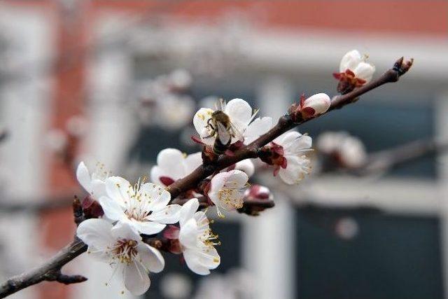 Gümüşhane’de Ağaçlar Erken Çiçek Açtı 1