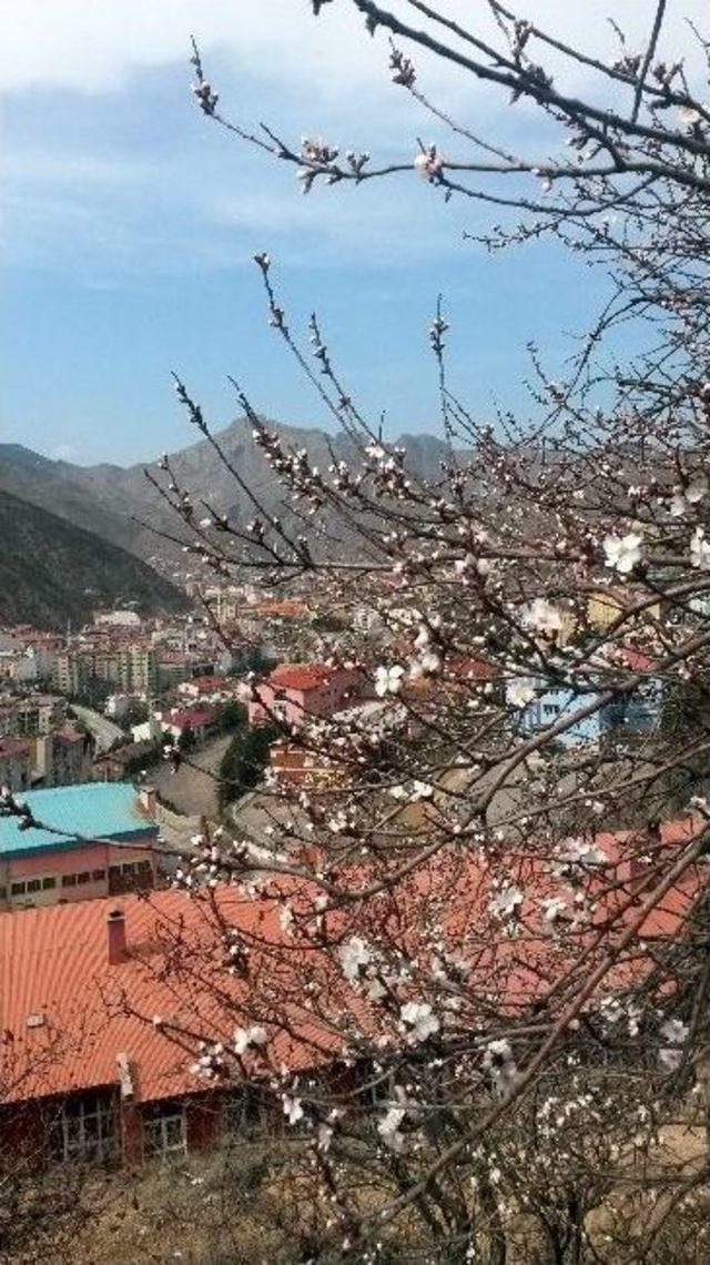 Gümüşhane’de Ağaçlar Erken Çiçek Açtı 2