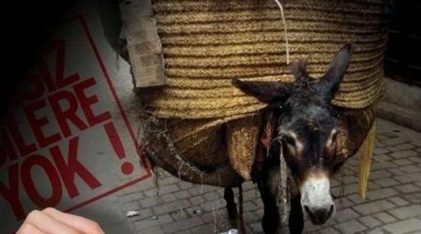 "hayvanların Yaşam Hakkını Tanımayan Adaylara Oy Yok"