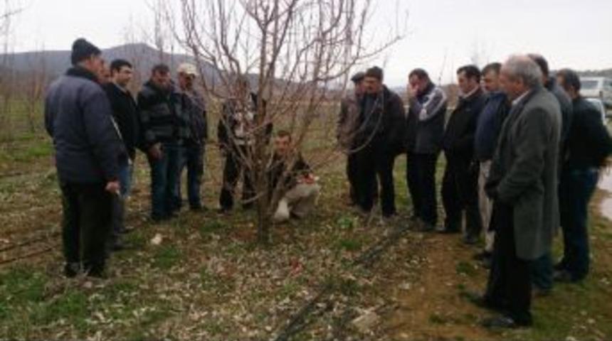 Beyşehirli Meyve &Uuml;reticilerine Budama Eğitimi Verildi