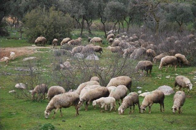 Aydın Havası Koyunları Ve Çobanları Sevindirdi