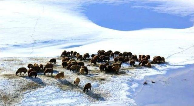 Aydın Havası Koyunları Ve Çobanları Sevindirdi