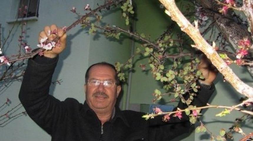 Bir Meyve Ağacından Altı &Ccedil;eşit Meyve Alıyor