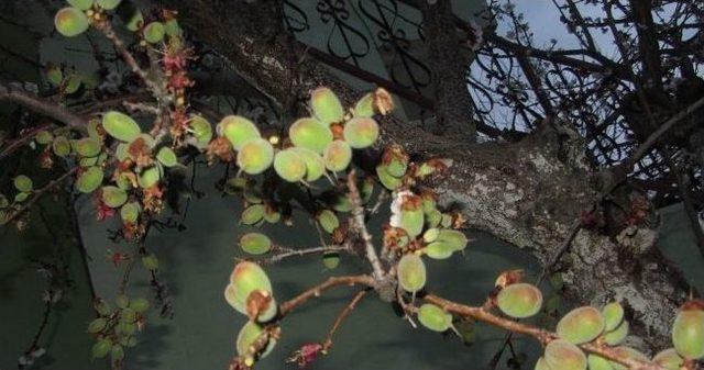 Bir Meyve Ağacından Altı &Ccedil;eşit Meyve Alıyor 1