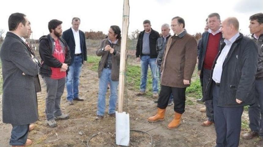 Uzunk&ouml;pr&uuml;'de 16 Bin Ceviz Fidanı Dikildi