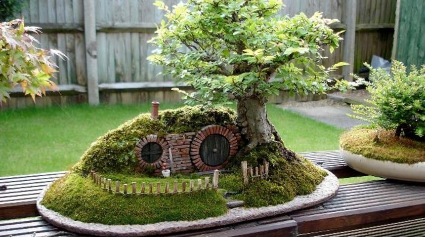 Evde bonsai nasıl yetiştirilir?