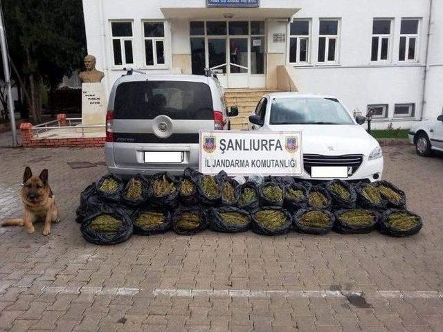 Şanlıurfa'da 218 Kilo Esrar Ele Geçirdi