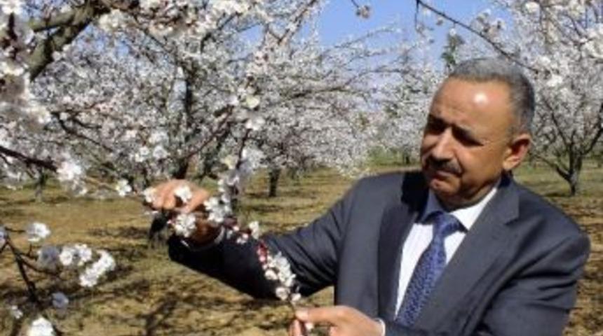 Kayısılarda Don Zararı Uyarıları Ve &Ouml;neriler