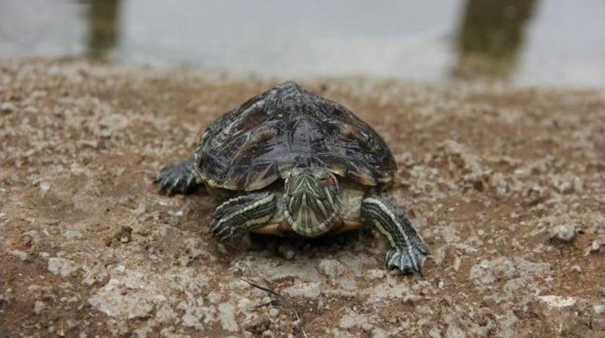 Uşak Hayvanat Bah&ccedil;esine Su Kaplumbağası Takviyesi