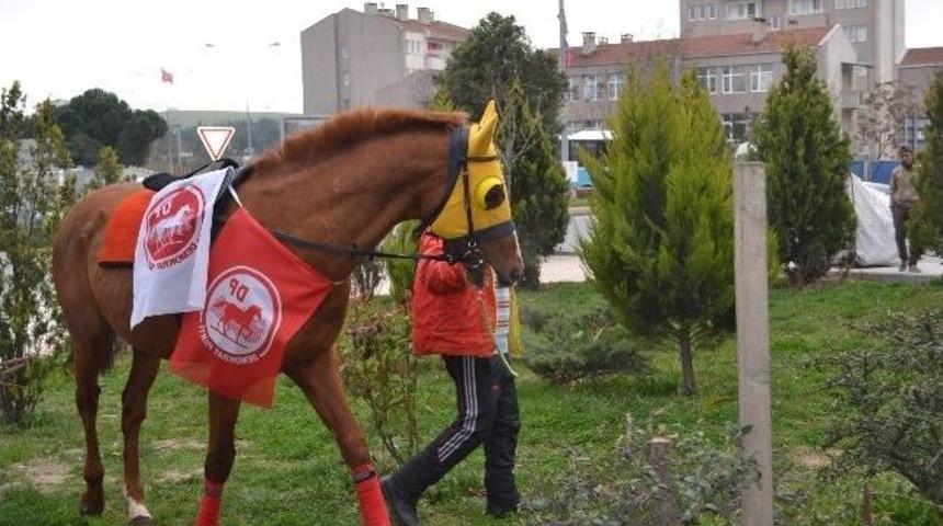 Dp'nin Se&ccedil;im B&uuml;rosu A&ccedil;ılışına At Getiren Belediye Başkan Adayı: "kırat Sinirden Kızardı"