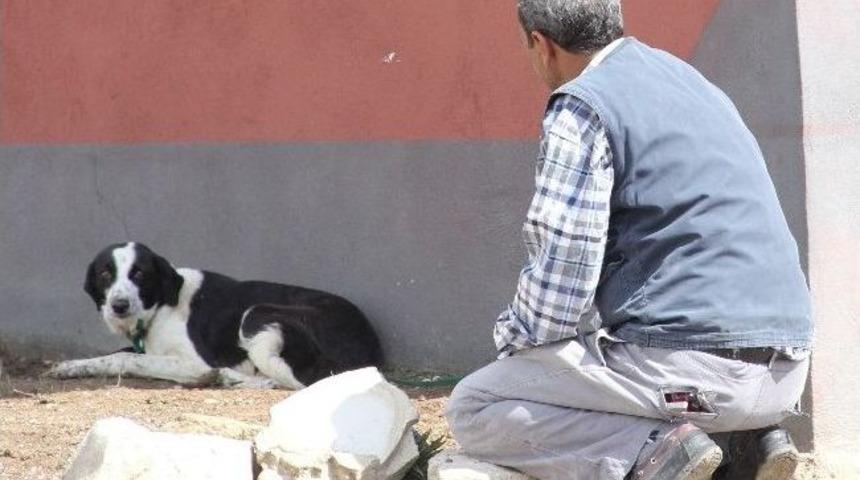 İnşaat İş&ccedil;isinin K&ouml;peğe İşkence İsyanı