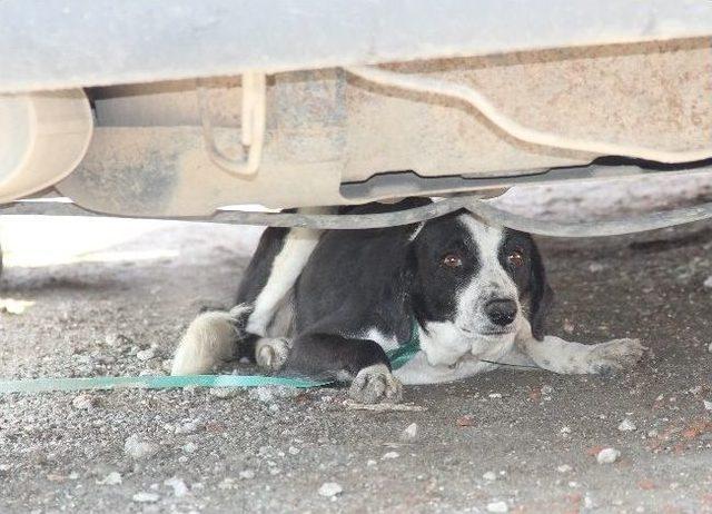 İnşaat İşçisinin Köpeğe İşkence İsyanı 1