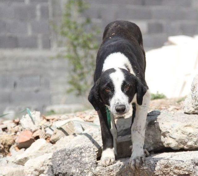 İnşaat İşçisinin Köpeğe İşkence İsyanı 2