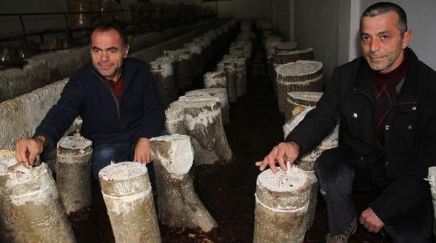 Fındığa G&ouml;re Maliyeti Az, Geliri Y&uuml;ksek