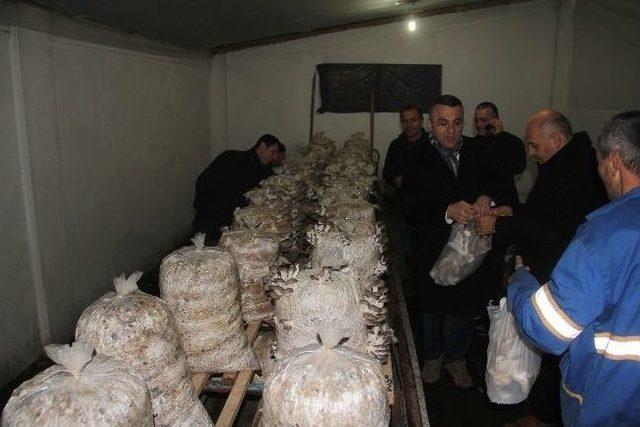 Fındığa G&ouml;re Maliyeti Az, Geliri Y&uuml;ksek 1