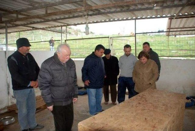 Dikilili Hayırseverden Barınağa 30 Bin Tl Bağış 1