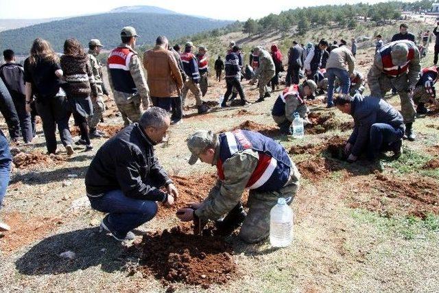 Gaziantep'te Jandarma Yüzlerce Fidanı Toprakla Buluşturdu