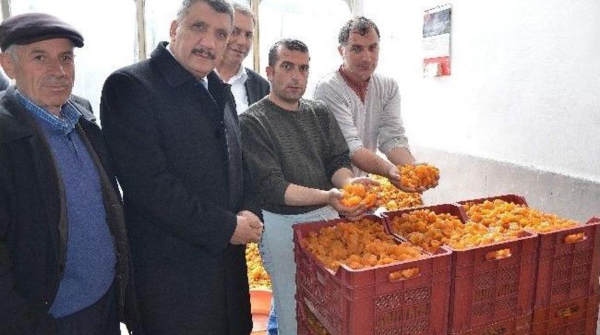 G&uuml;rkan: "kayısı Yerleşkesini Kuracağız"