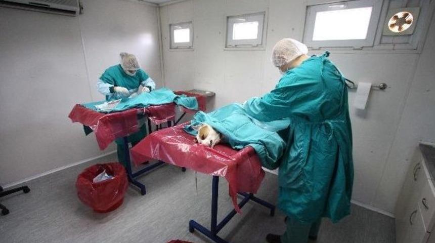 Bayraklı'nın Veteriner Hekimleri İşbaşında