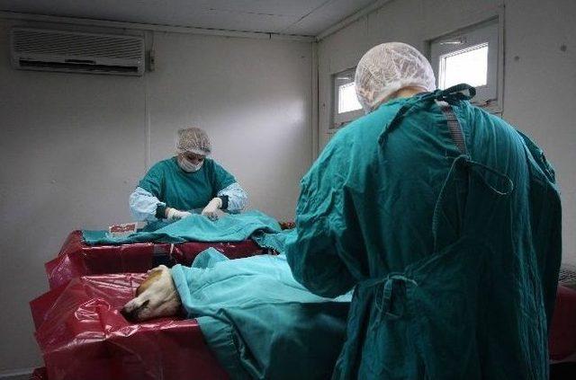 Bayraklı nın Veteriner Hekimleri İşbaşında 2