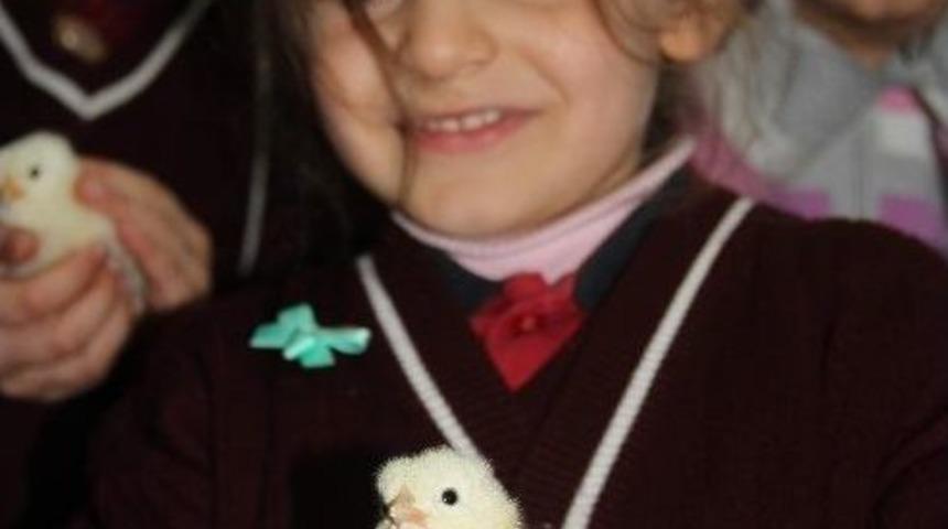 Okulda Civciv &Uuml;retiyorlar