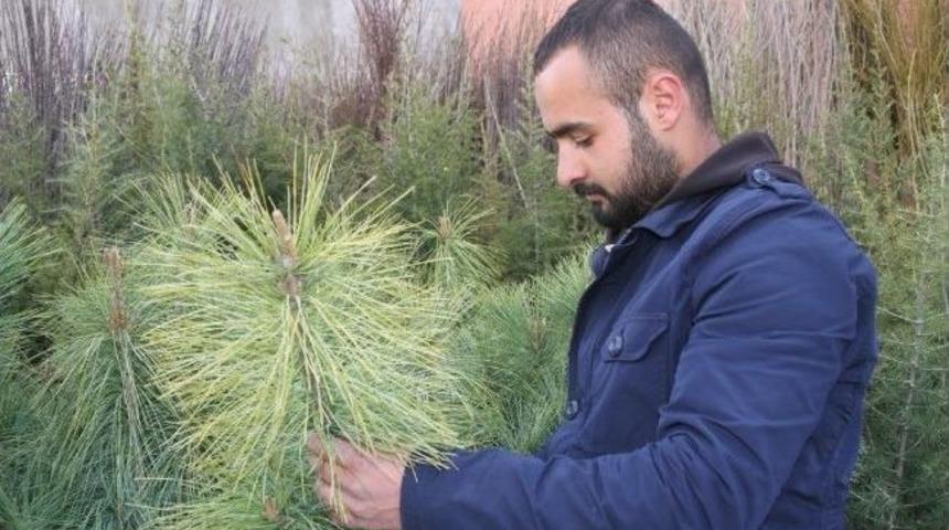 Van&rsquo;da Fidan Satışları Başladı