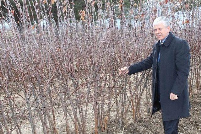 Erzincan’da Fidan Satışları Başladı