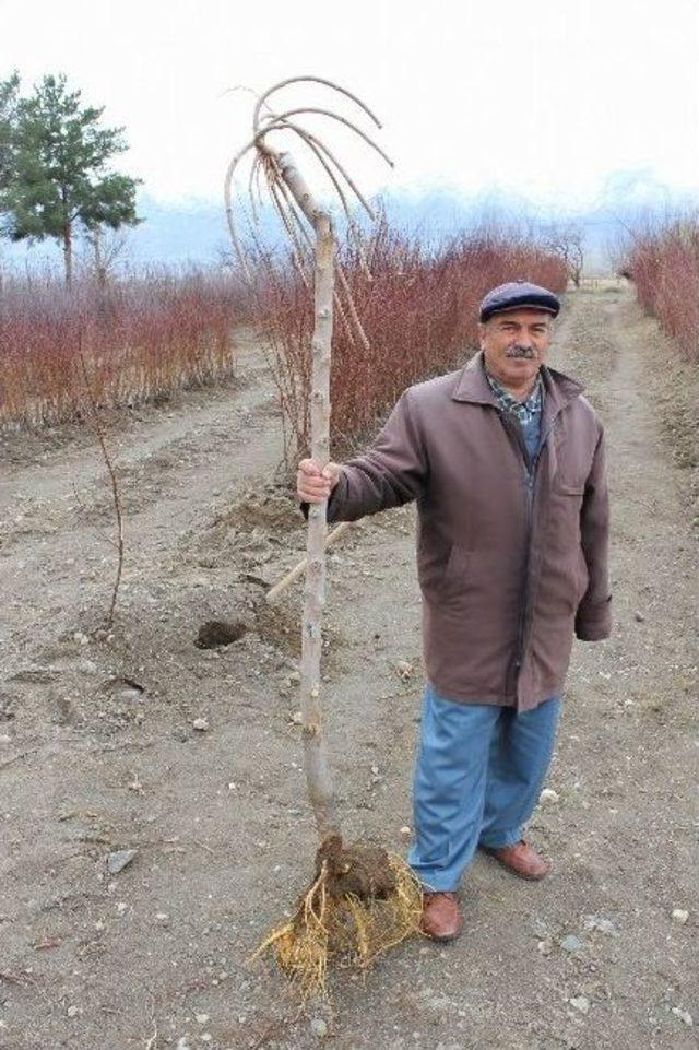 Erzincan’da Fidan Satışları Başladı