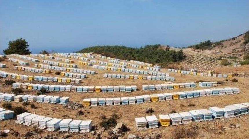 Dalaman&rsquo;da 136 Mevkiide Arı Konaklama Alanları Tespit Edildi
