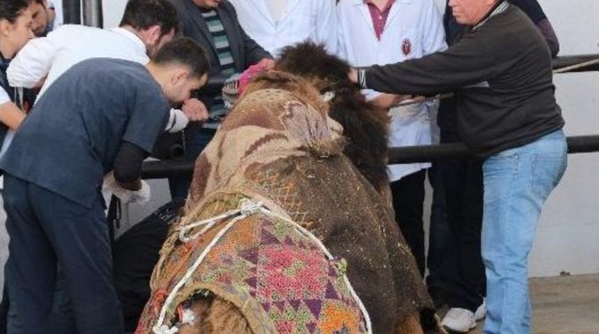 Dişinden Rahatsızlanan Deve Veterinere G&ouml;t&uuml;r&uuml;ld&uuml;