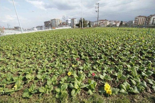 Derince'deki Yeni Kavşak Süsleniyor