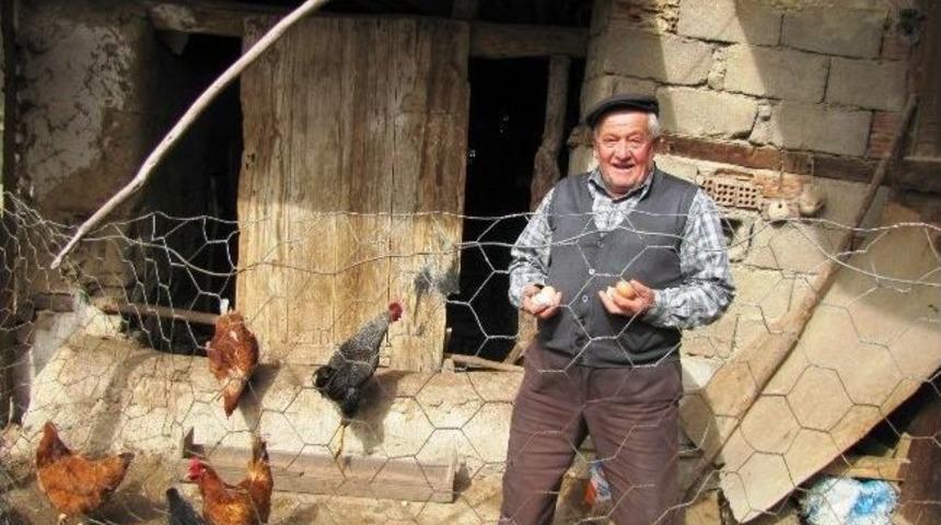 Hisarcık&rsquo;ta Evlerde K&ouml;y Tavuğu Yetiştiriciliği