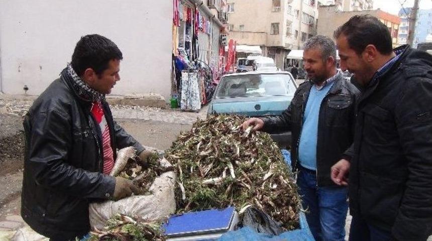 İlkbahar İle Birlikte Kenger Tezgahlardaki Yerini Aldı