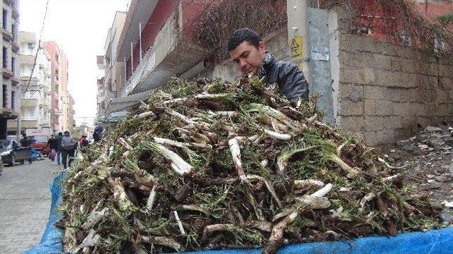 İlkbahar İle Birlikte Kenger Tezgahlardaki Yerini Aldı