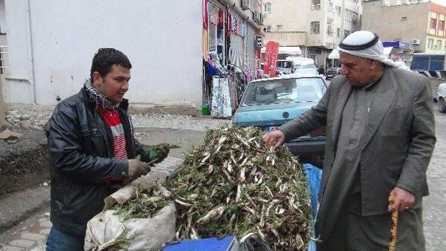 İlkbahar İle Birlikte Kenger Tezgahlardaki Yerini Aldı