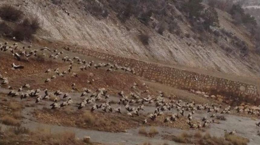 Leylek S&uuml;r&uuml;leri Derbent&rsquo;te Mola Verdi