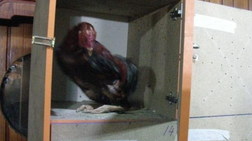 Bahisli Horoz D&ouml;v&uuml;ş&uuml;ne Polis Baskını