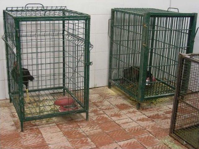 Bahisli Horoz D&ouml;v&uuml;ş&uuml;ne Polis Baskını 1