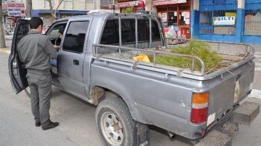 (&ouml;zel Haber) Fidanları &Ccedil;alarken Su&ccedil;&uuml;st&uuml; Yakalandı