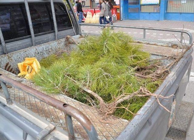 (&ouml;zel Haber) Fidanları &Ccedil;alarken Su&ccedil;&uuml;st&uuml; Yakalandı 1