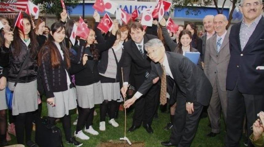 Sakura Ağacı Dostluğa K&ouml;k Saldı