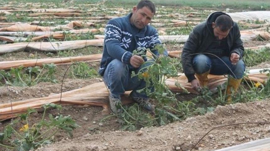 Yumurtalık'ta Yağan Dolu Tarlalara Zarar Verdi