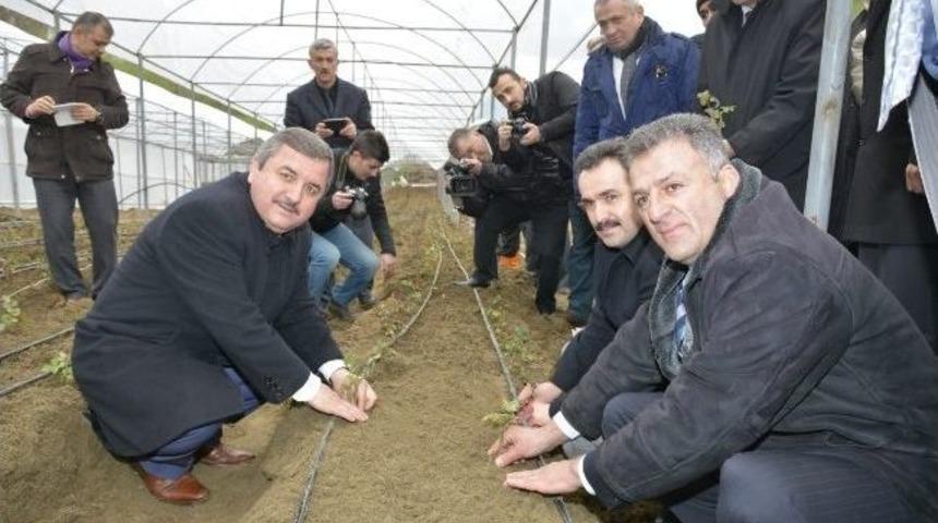 Kesme G&uuml;l &Uuml;retimi Yaygınlaşıyor