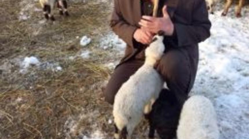 Bağımsız Başkan Adayı&rsquo;nın Kuzu Sevgisi