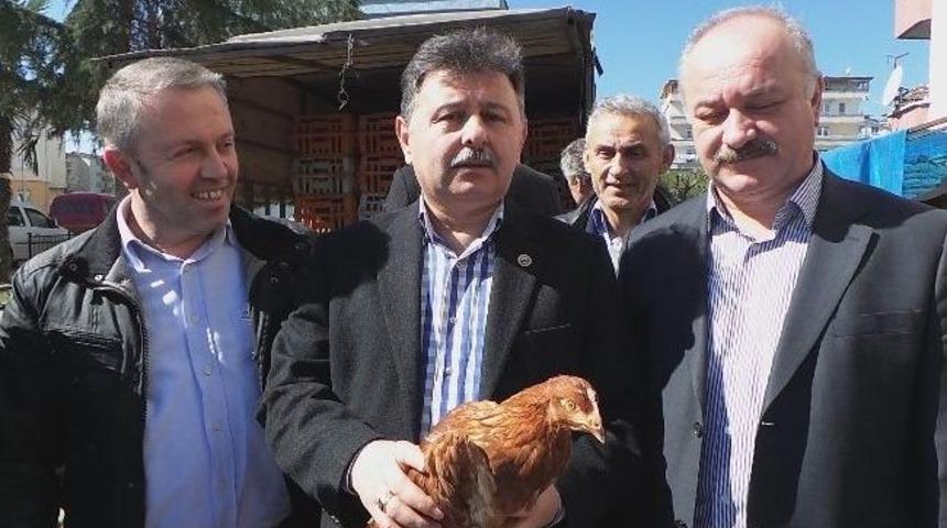 Ziraat Odası Yumurta Tavuğu Dağıttı