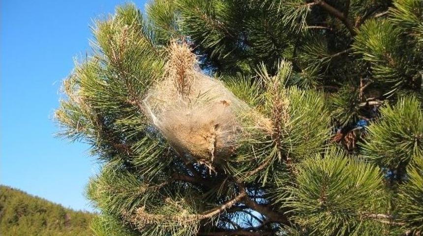 Bartın'da &Ccedil;am Kese B&ouml;ceği M&uuml;cadelesi Yapılıyor