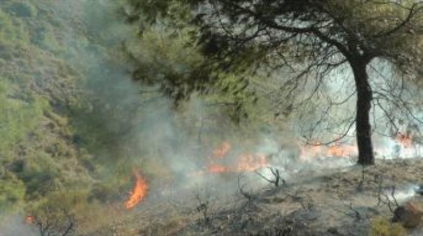 Kış Ortasında Orman Yangını