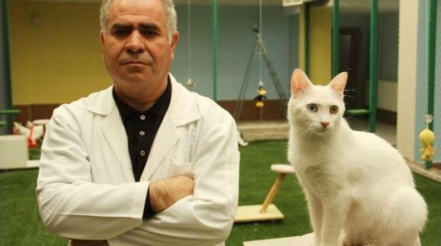 Van Kedilerinde &Ccedil;iftleştirme D&ouml;nemi