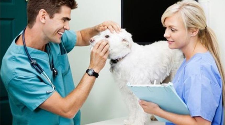 T&uuml;rkiye'nin En Şanslı Kent Hayvanları &Ccedil;ankaya'da